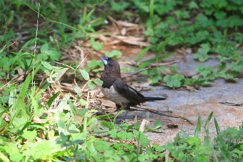 Birds in Goa - Download Goa Photos